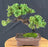 Juniper Bonsai Tree - Trained - (juniper procumbens nana)