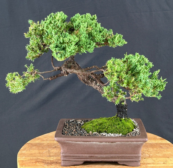 Juniper Bonsai Tree - Trained - (juniper procumbens nana)