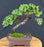 Juniper Bonsai Tree - Trained - (juniper procumbens nana)