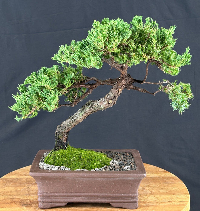 Juniper Bonsai Tree - Trained - (juniper procumbens nana)