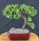 Juniper Bonsai Tree - Trained - (juniper procumbens nana)