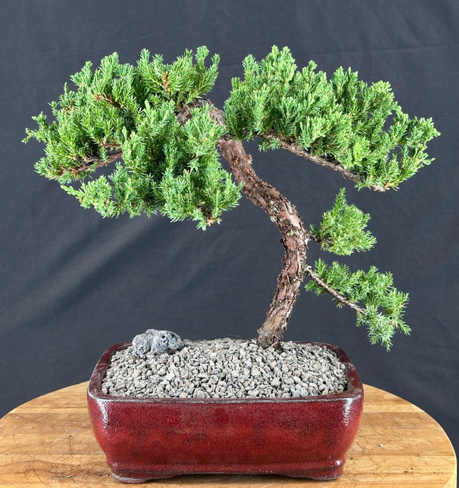 Juniper Bonsai Tree - Trained - (juniper procumbens nana)