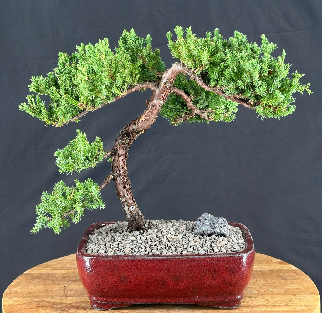 Juniper Bonsai Tree - Trained - (juniper procumbens nana)