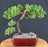 Juniper Bonsai Tree - Trained - (juniper procumbens nana)