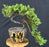 Juniper Bonsai Tree - Trained - (juniper procumbens nana)