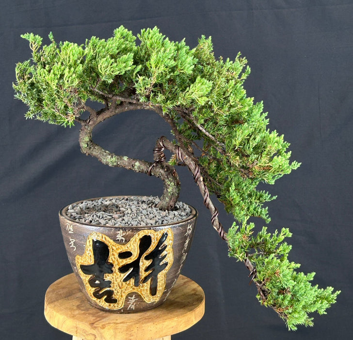 Juniper Bonsai Tree - Trained - (juniper procumbens nana)
