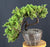 Juniper Bonsai Tree - Trained - (juniper procumbens nana)