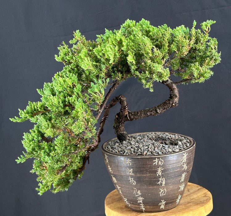 Juniper Bonsai Tree - Trained - (juniper procumbens nana)