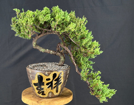 Juniper Bonsai Tree - Trained - (juniper procumbens nana)