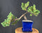 Juniper Bonsai Tree - Trained - (juniper procumbens nana)