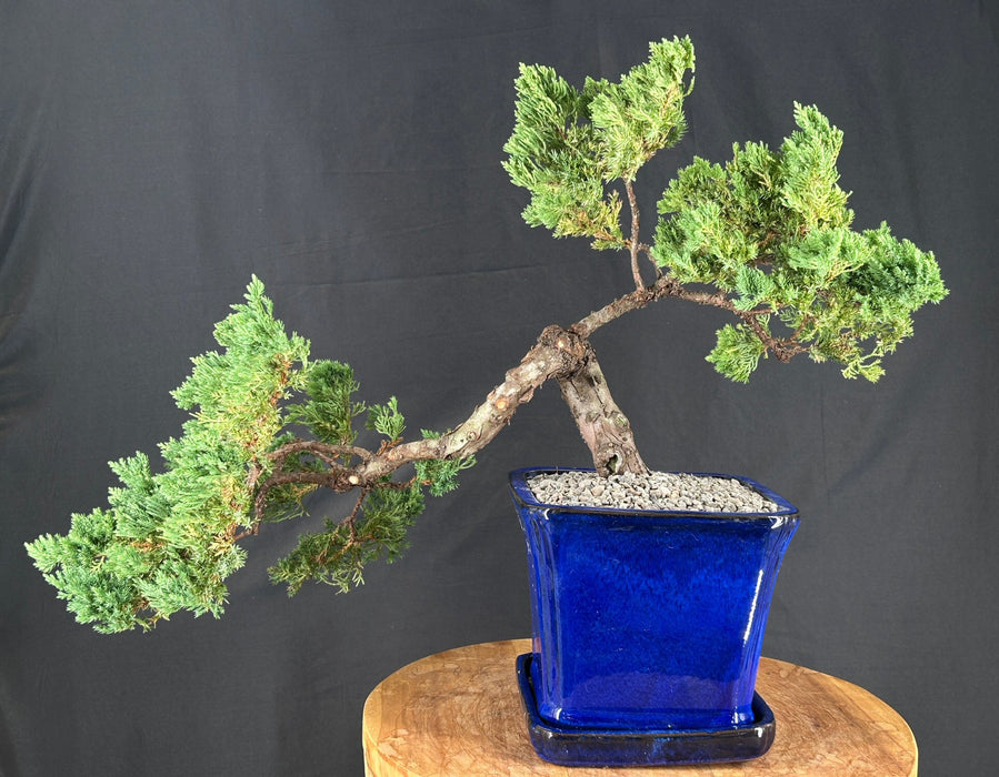 Juniper Bonsai Tree - Trained - (juniper procumbens nana)
