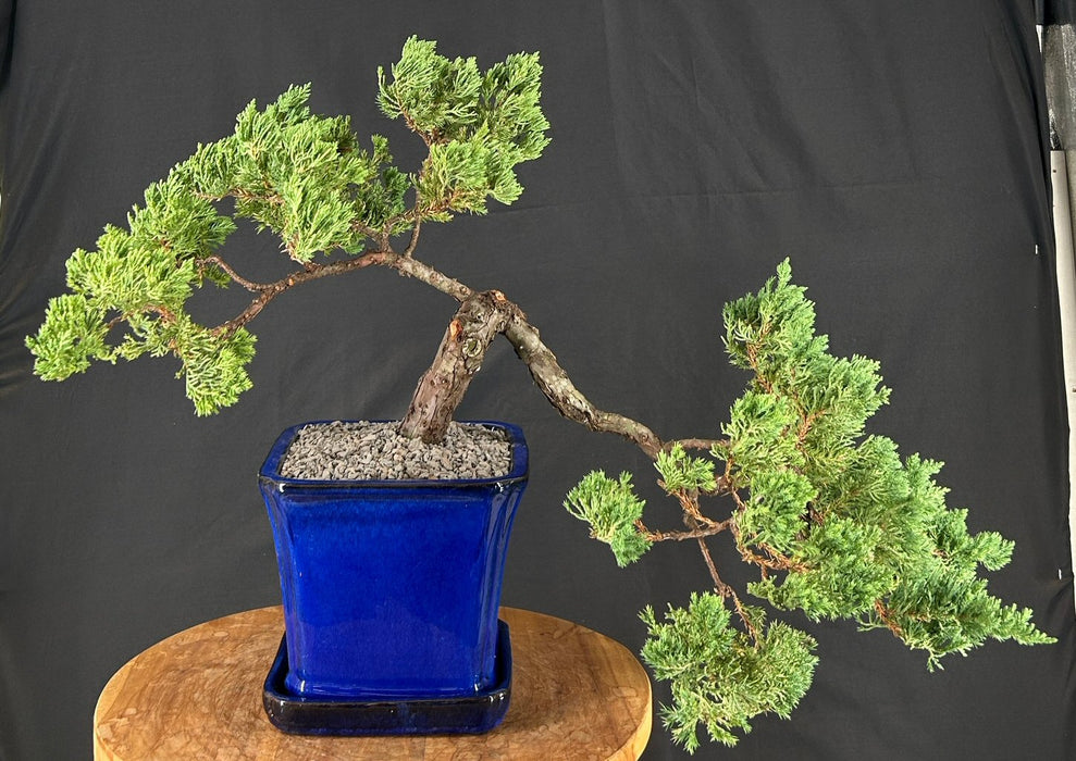 Juniper Bonsai Tree - Trained - (juniper procumbens nana)