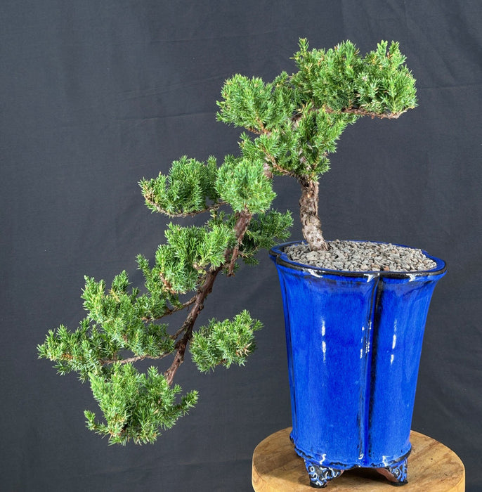 Cascading Juniper Bonsai Tree - (juniper procumbens nana)