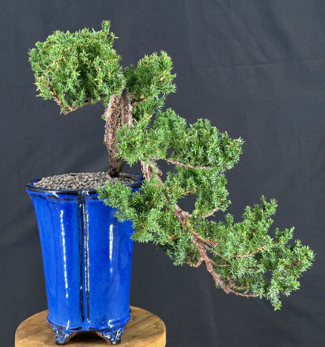 Cascading Juniper Bonsai Tree - (juniper procumbens nana)
