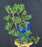 Cascading Juniper Bonsai Tree - (juniper procumbens nana)