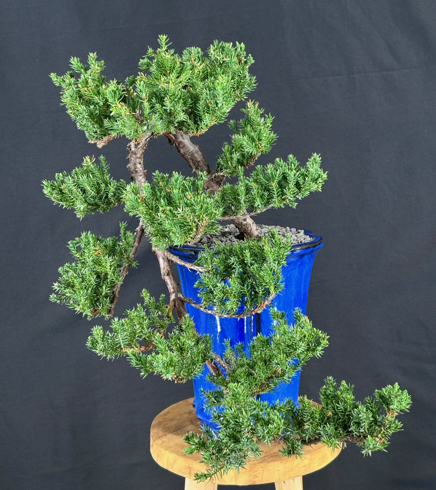 Cascading Juniper Bonsai Tree - (juniper procumbens nana)