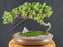 Juniper Bonsai Tree - Trained - (juniper procumbens nana)