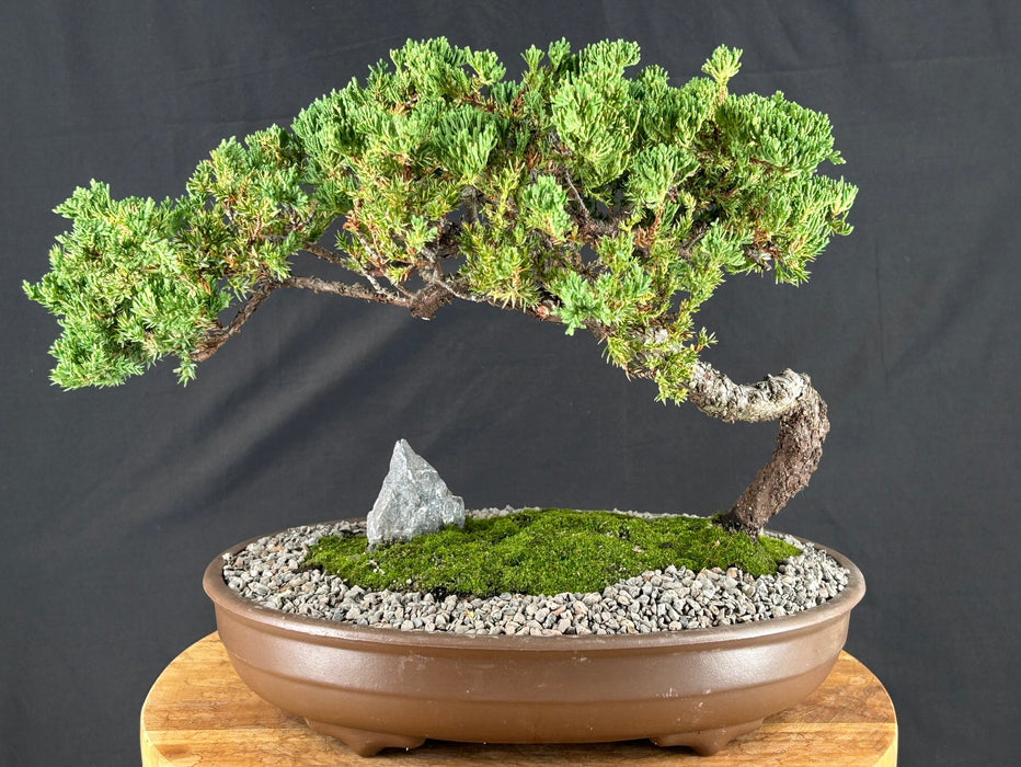 Juniper Bonsai Tree - Trained - (juniper procumbens nana)