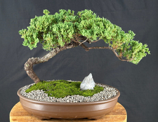 Juniper Bonsai Tree - Trained - (juniper procumbens nana)