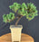 Juniper Bonsai Tree - Trained - (juniper procumbens nana)