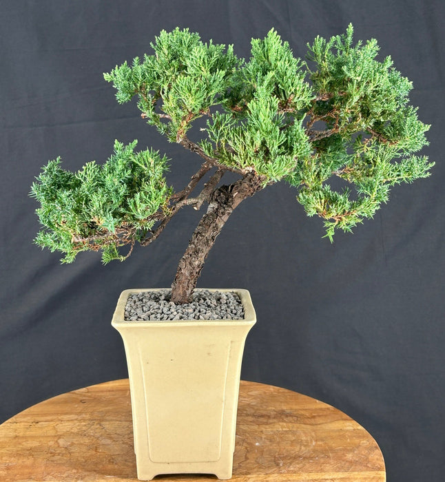 Juniper Bonsai Tree - Trained - (juniper procumbens nana)
