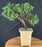 Juniper Bonsai Tree - Trained - (juniper procumbens nana)