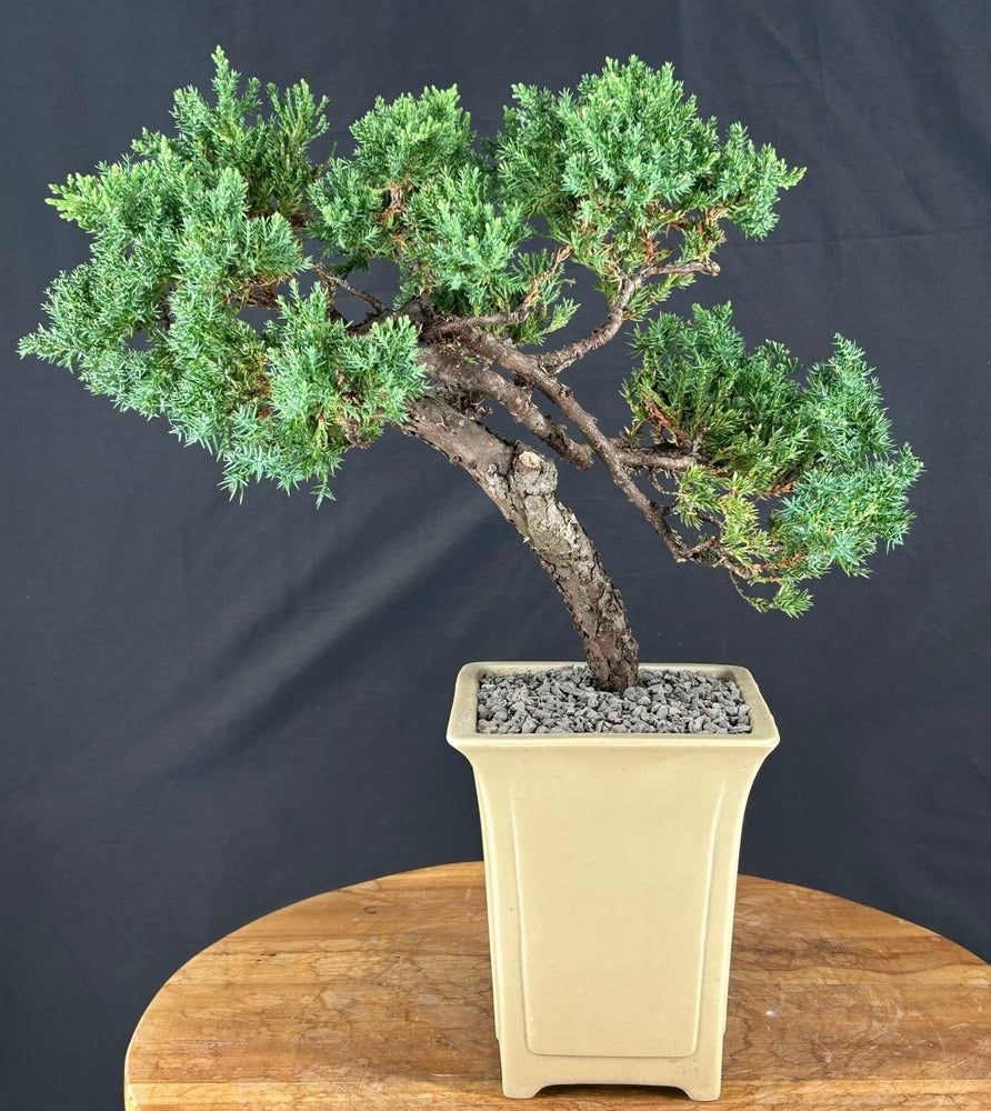 Juniper Bonsai Tree - Trained - (juniper procumbens nana)