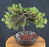 Juniper Bonsai Tree - Trained - (juniper procumbens nana)