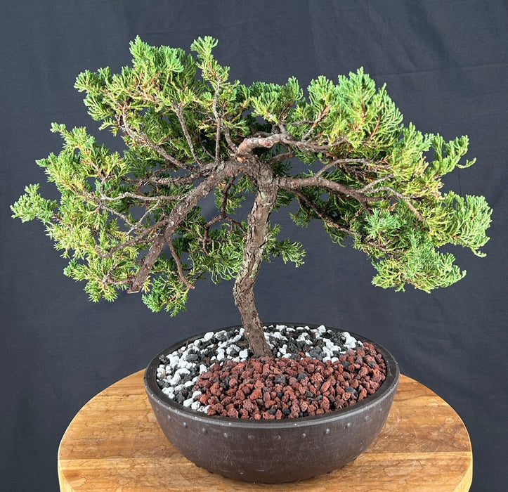 Juniper Bonsai Tree - Trained - (juniper procumbens nana)