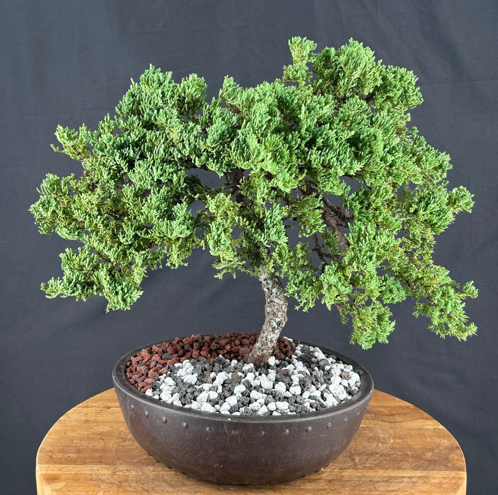 Juniper Bonsai Tree - Trained - (juniper procumbens nana)