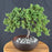 Juniper Bonsai Tree - Trained - (juniper procumbens nana)