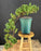 Cascading Juniper Bonsai Tree - (juniper procumbens nana)