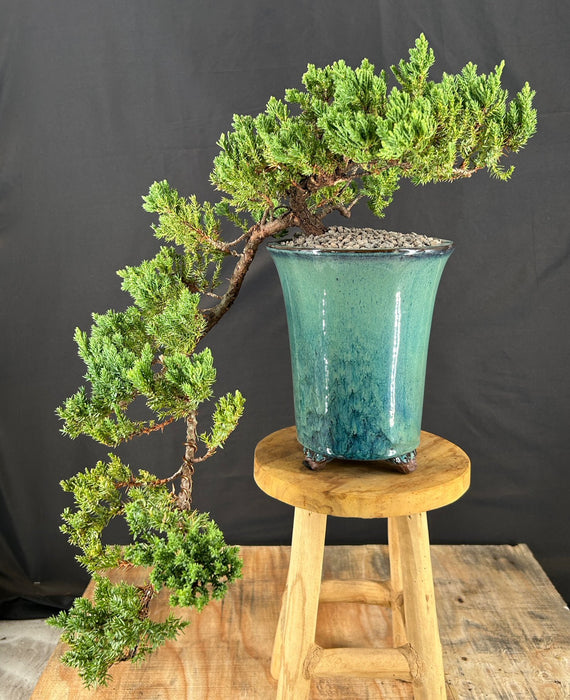 Cascading Juniper Bonsai Tree - (juniper procumbens nana)