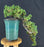 Cascading Juniper Bonsai Tree - (juniper procumbens nana)