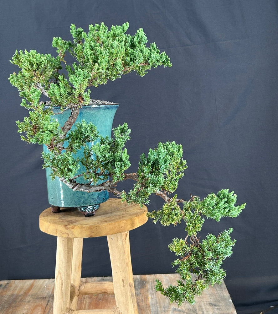 Cascading Juniper Bonsai Tree - (juniper procumbens nana)