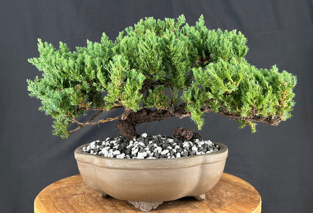Juniper Bonsai Tree - Trained - (juniper procumbens nana)
