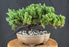Juniper Bonsai Tree - Trained - (juniper procumbens nana)