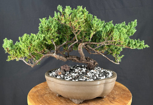 Juniper Bonsai Tree - Trained - (juniper procumbens nana)