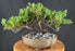Juniper Bonsai Tree - Trained - (juniper procumbens nana)