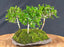 Tropical Boxwood Bonsai Tree - 3 Tree Forest Group - (neea buxifolia)