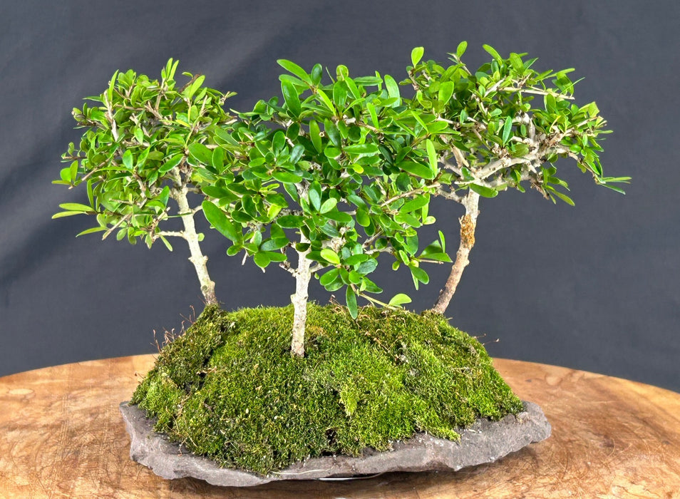Tropical Boxwood Bonsai Tree - 3 Tree Forest Group - (neea buxifolia)