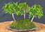 Tropical Boxwood Bonsai Tree - 3 Tree Forest Group - (neea buxifolia)