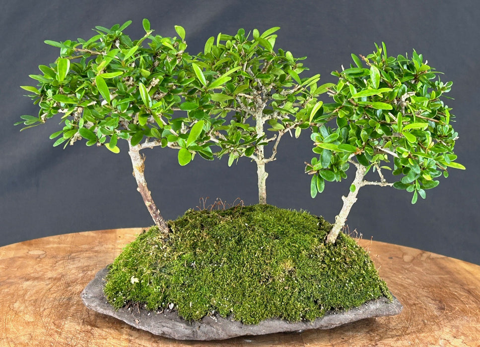 Tropical Boxwood Bonsai Tree - 3 Tree Forest Group - (neea buxifolia)