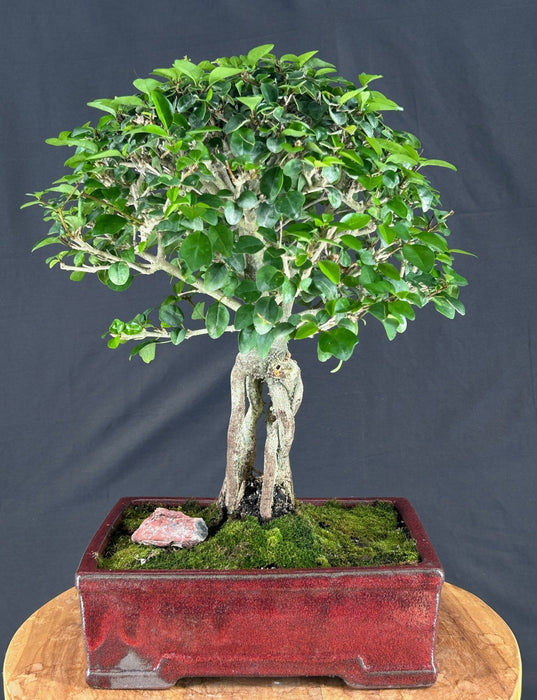 Flowering Parrot's Beak Bonsai Tree - Exposed Roots - (gmelina philippensis)