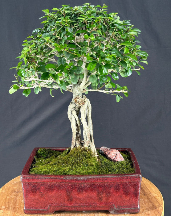 Flowering Parrot's Beak Bonsai Tree - Exposed Roots - (gmelina philippensis)