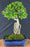Flowering Premna Bonsai Tree - Exposed Roots - (premna obtusifolia)