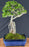 Flowering Premna Bonsai Tree - Exposed Roots - (premna obtusifolia)