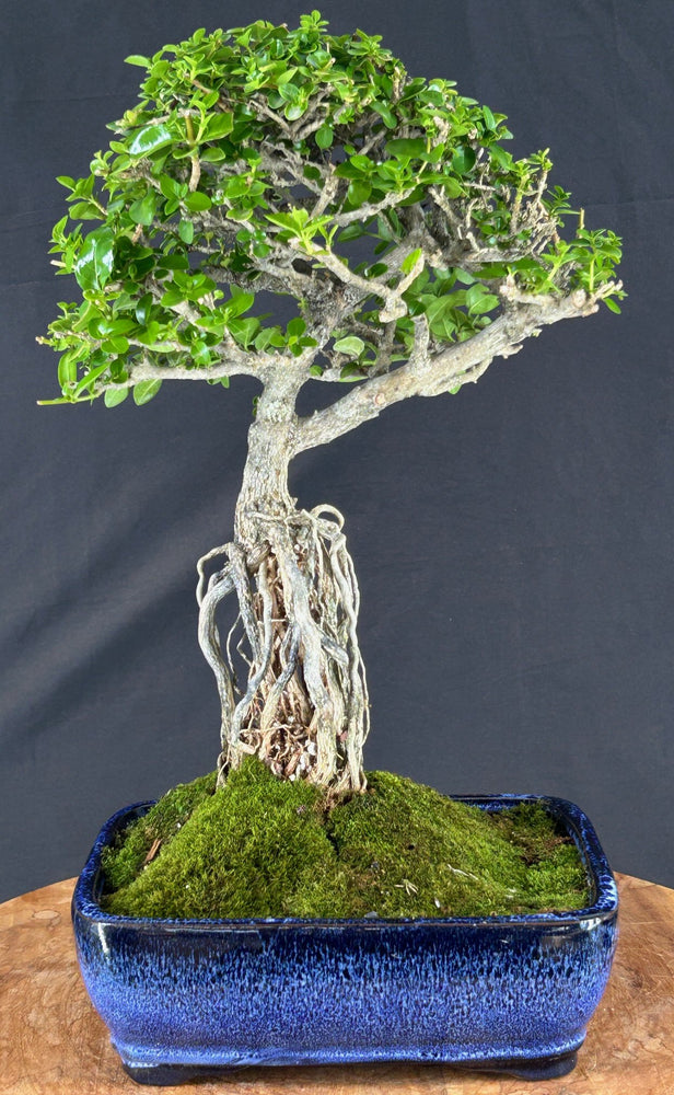 Flowering Premna Bonsai Tree - Exposed Roots - (premna obtusifolia)
