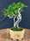 Flowering Premna Bonsai Tree - Exposed Roots - (premna obtusifolia)