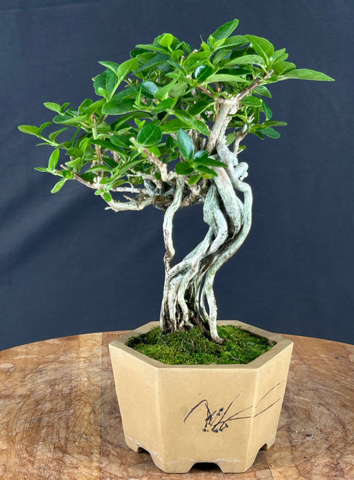 Flowering Premna Bonsai Tree - Exposed Roots - (premna obtusifolia)